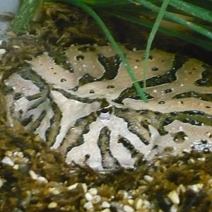 Chacoan horned frog (Ceratophrys cranwelli)