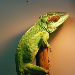 Knight anole (Anolis equestris)