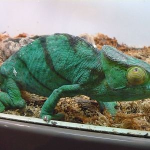 Parson's chameleon (Calumma parsonii)