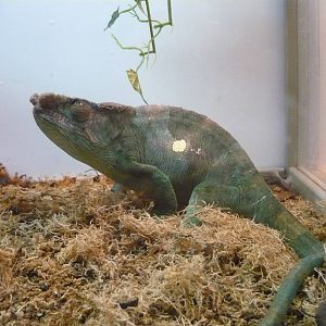 Parson's chameleon (Calumma parsonii)