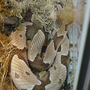 Copperhead (Agkistrodon contortrix)