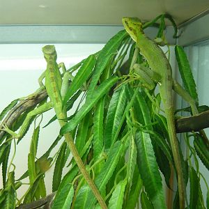 Serrated casquehead iguanas (Laemanctus serratus)