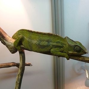 Panther chameleon (Furcifer pardalis)