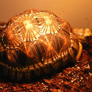 Radiated tortoise (Astrochelys radiata)