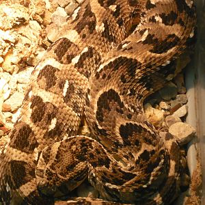 Puff adder (Bitis arietans)