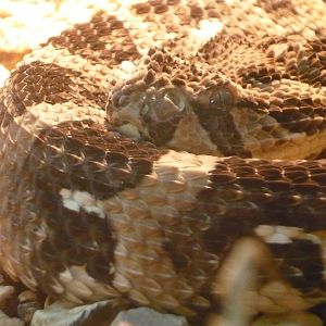 Puff adder (Bitis arietans)
