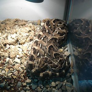 Puff adder (Bitis arietans)