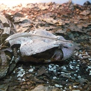 Gaboon viper (Bitis gabonica)