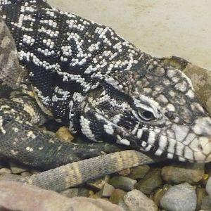 Argentine black and white tegu (Tupinambis merianae)