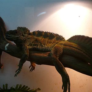 Amboina sailfin lizard (Hydrosaurus amboinensis)