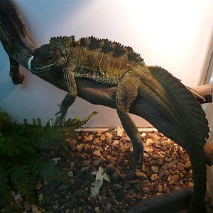 Amboina sailfin lizard (Hydrosaurus amboinensis)