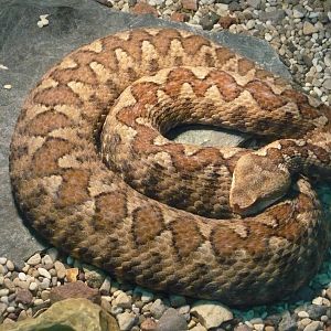 Long-nosed viper (Vipera ammodytes)