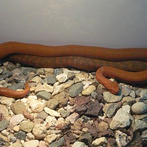 Karaganda pitvipers (Gloydius halys caraganus)