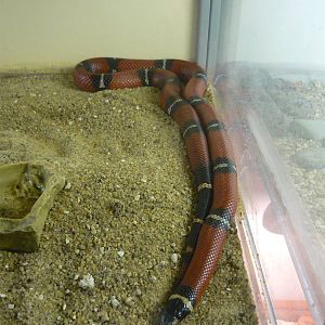 Sinaloan milksnake (Lampropeltis triangulum sinaloae)