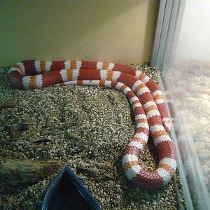 Albino Honduran milksnake (Lampropeltis triangulum hondurensis)