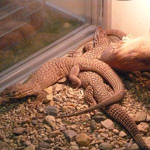 Spiny-tailed monitors (Varanus acanthurus)