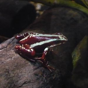 Phantasmal dart frog (Epipedobates tricolor/anthonyi)