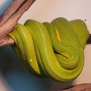 Green tree python (Morelia viridis)