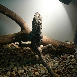Frilled-neck lizard (Chlamydosaurus kingii)