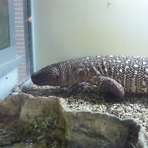 Beaded lizard (Heloderma horridum)