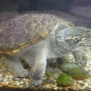 Common snapping turtle (Chelydra serpentina)