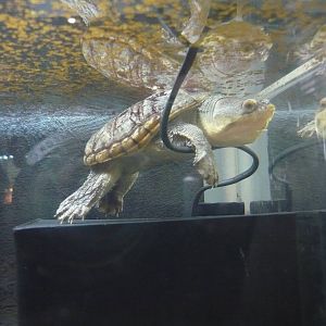 Narrow-bridged musk turtle (Claudius angustatus)