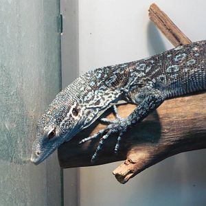 Blue tree monitor (Varanus macraei)