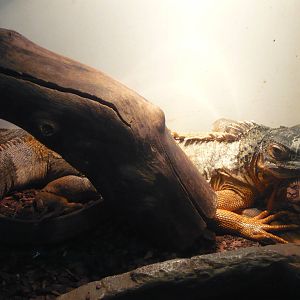 Green iguana (Iguana iguana)