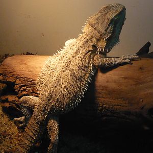 Bearded dragon (Pogona vitticeps)