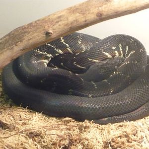 Boelen's python (Morelia boeleni)