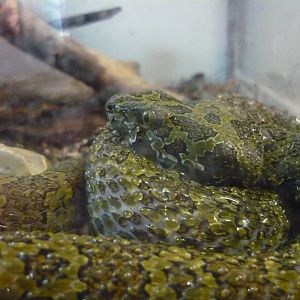 Mangshan pit viper (Protobothrops mangshanensis)