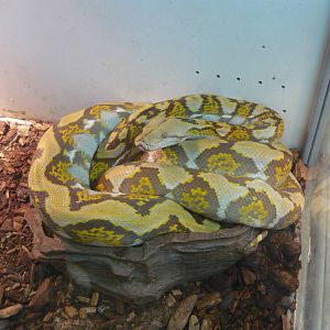 Reticulated python (Malayopython reticulatus)