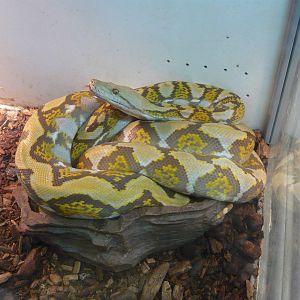 Reticulated python (Malayopython reticulatus)