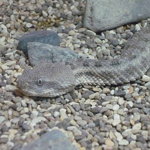 Field's horned viper (Pseudocerastes fieldi)