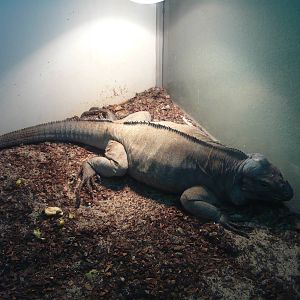 Rhinoceros iguana (Cyclura cornuta)