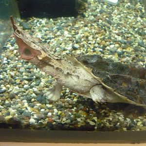 Matamata turtle (Chelus fimbriatus)