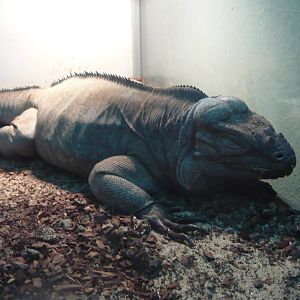 Rhinoceros iguana (Cyclura cornuta)