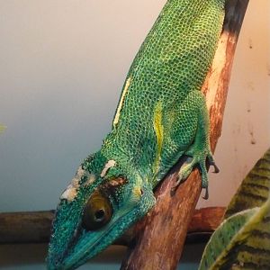 Knight anole (Anolis equestris)