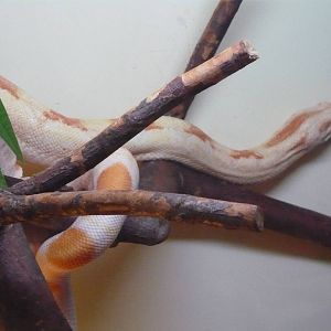 Colombian boa (Boa constrictor imperator)