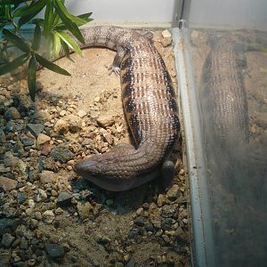Northern blue-tongued skink (Tiliqua scincoides intermedia)