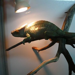 Parson's chameleon (Calumma parsonii)