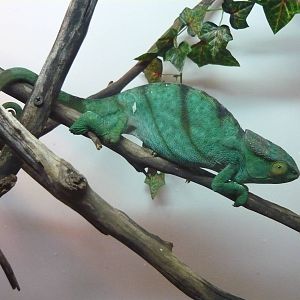 Parson's chameleon (Calumma parsonii)