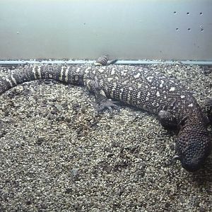 Beaded lizard (Heloderma horridum)