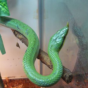 Rhinoceros ratsnake (Rhynchophis boulengeri)