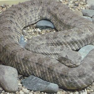 Field's horned viper (Pseudocerastes fieldi)