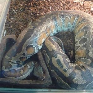 Short-tailed python (Python curtus)