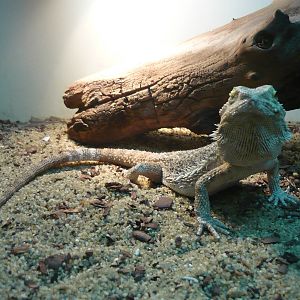 Bearded dragon (Pogona vitticeps)