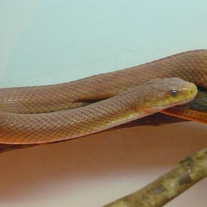 Western rat snake (Pantherophis obsoletus)