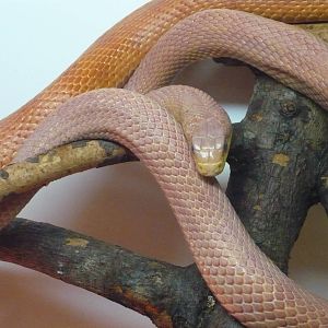 Western rat snake (Pantherophis obsoletus)