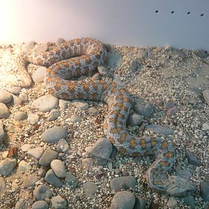 Turan blunt-nosed viper (Macrovipera lebetina turanica)